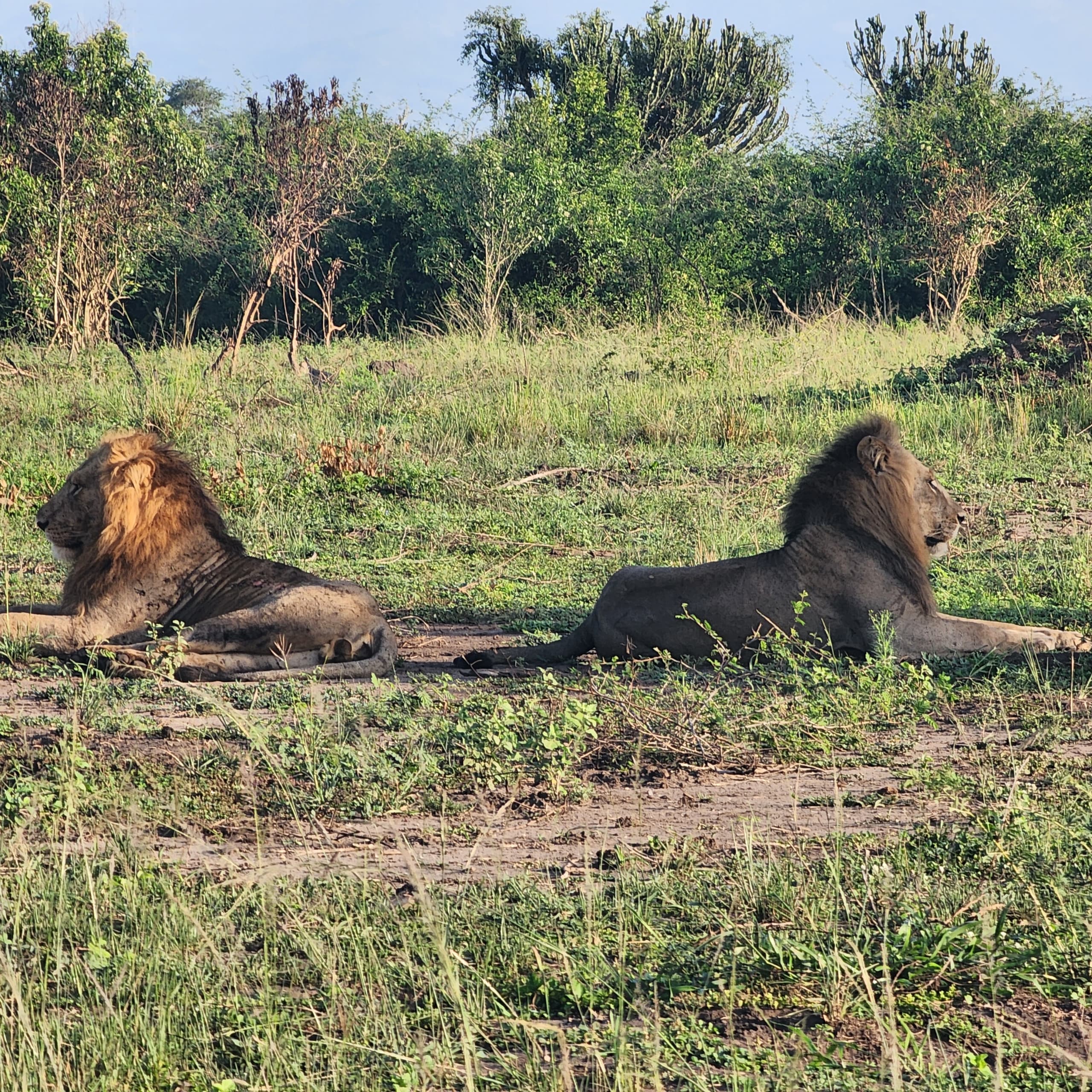 Queen Elizabeth National Park