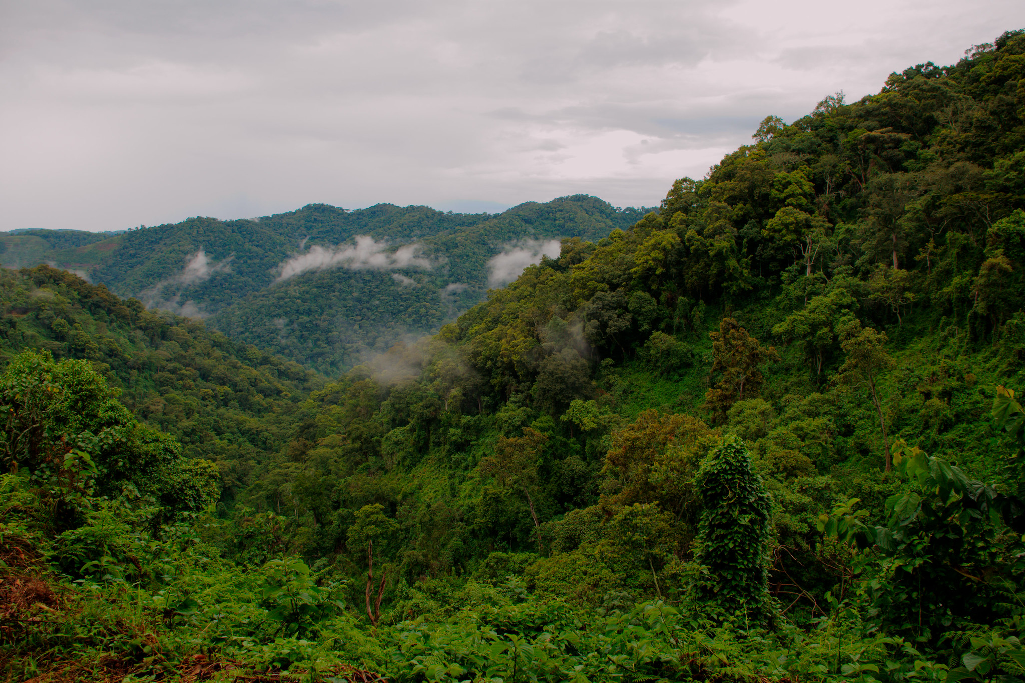 Bwindi Impenetrable forest