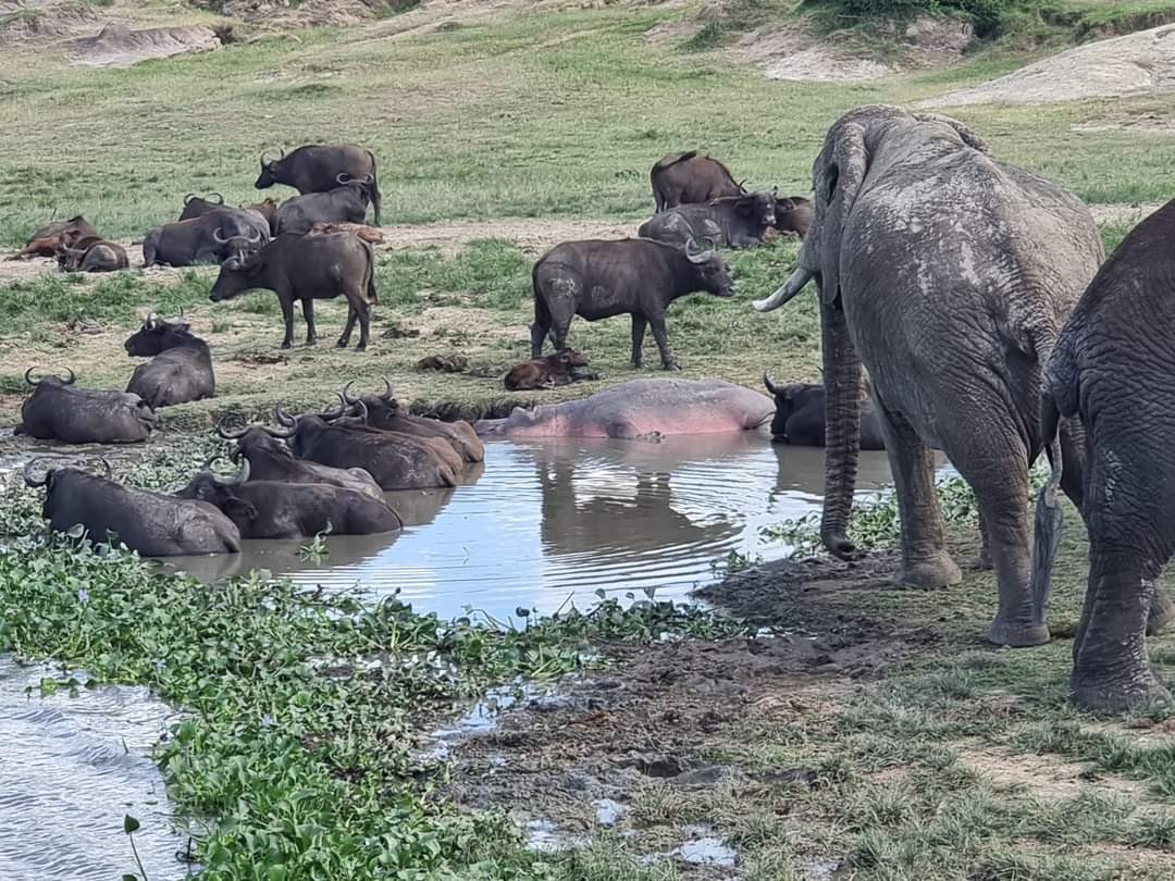 Water safari