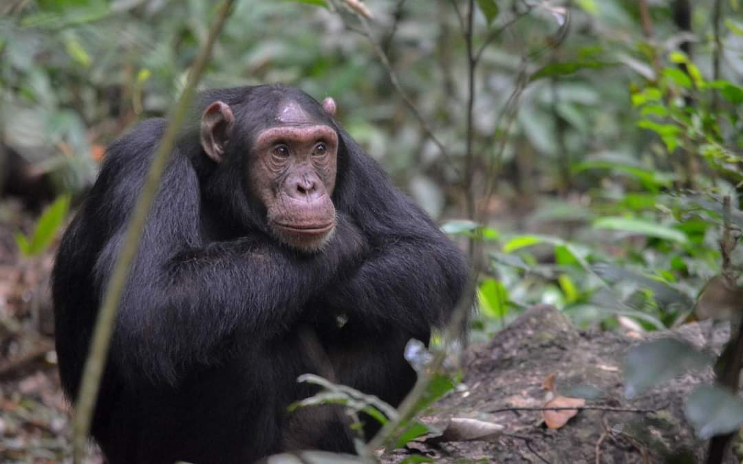 Kibale National park