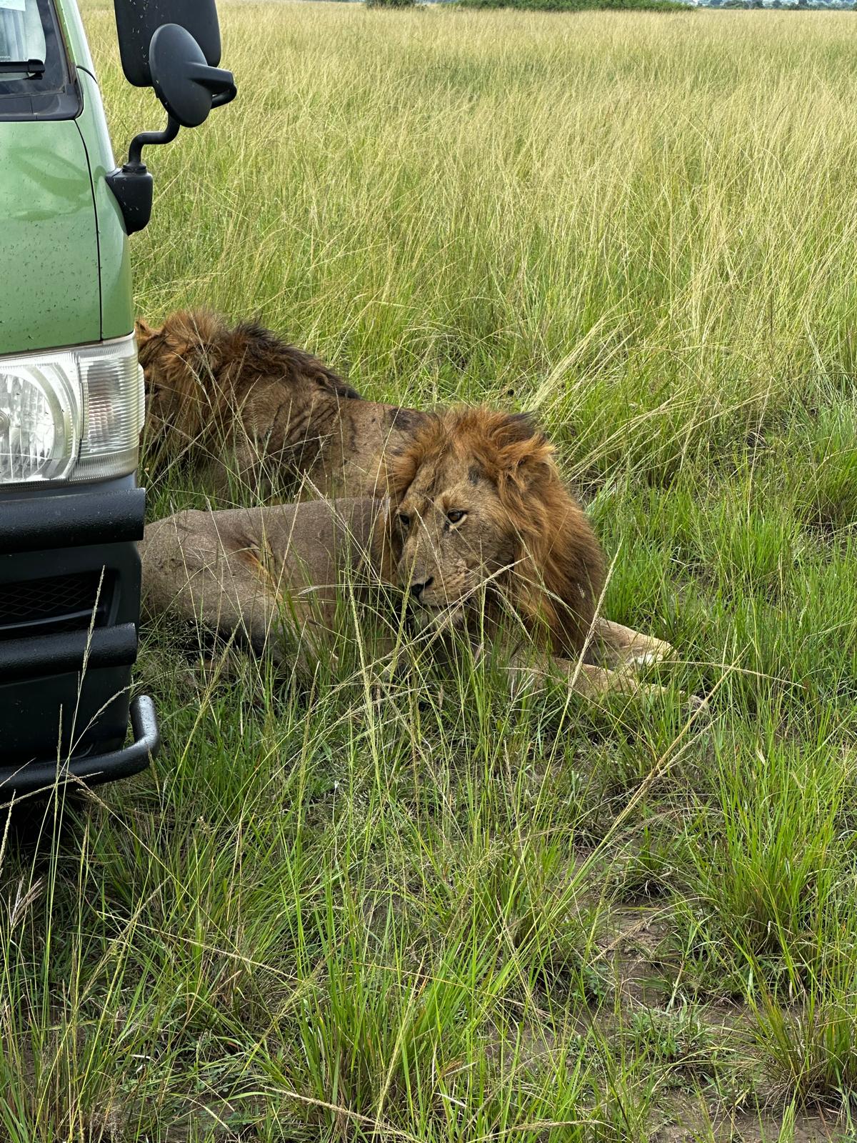 Lions Tracking