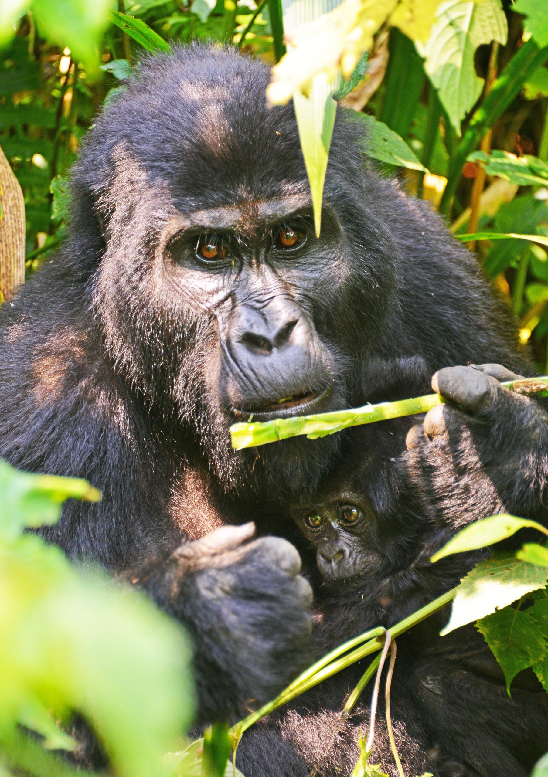 Gorillas in the Jungle