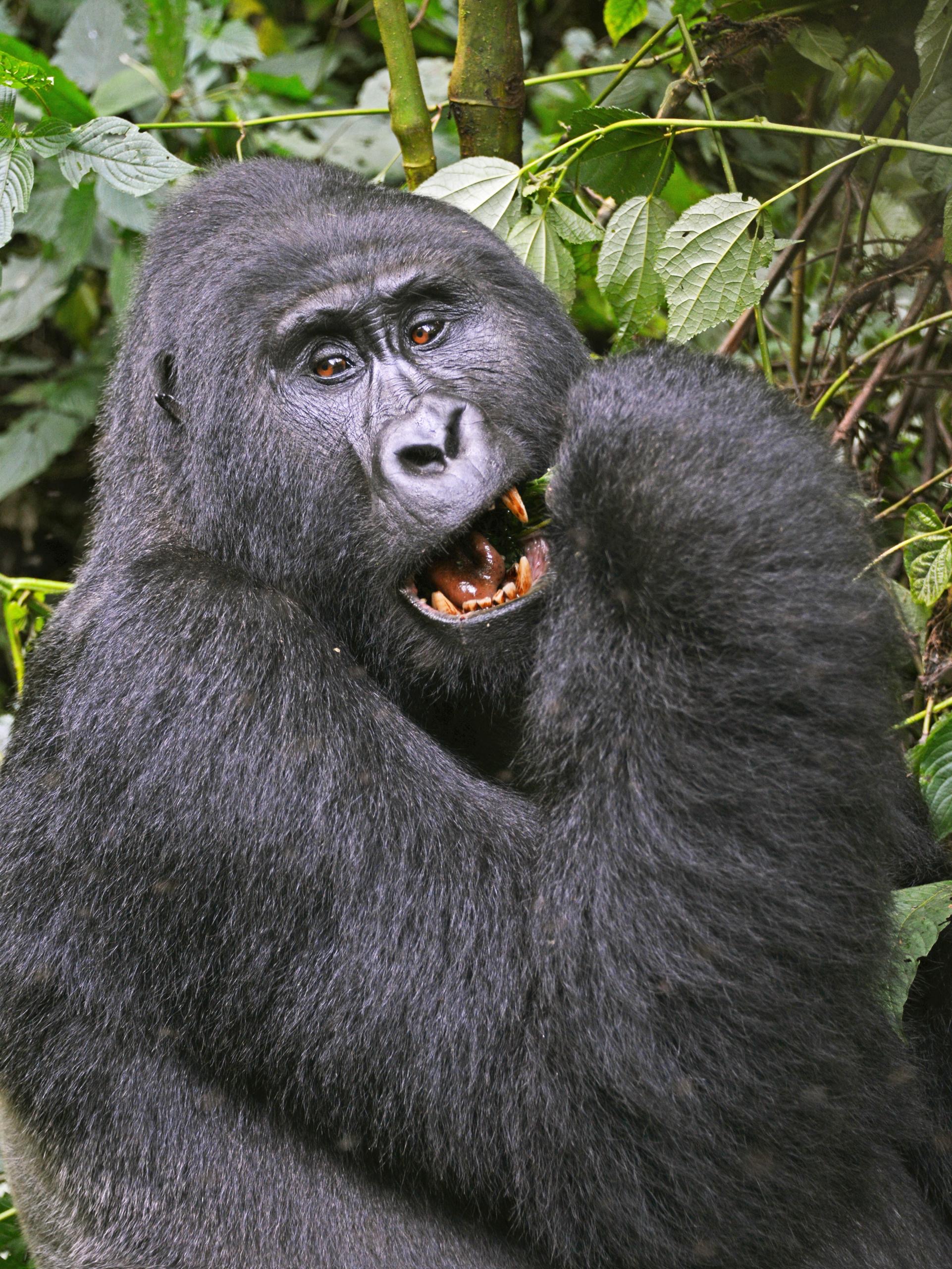 Bwindi Impenetrable Forest National Park