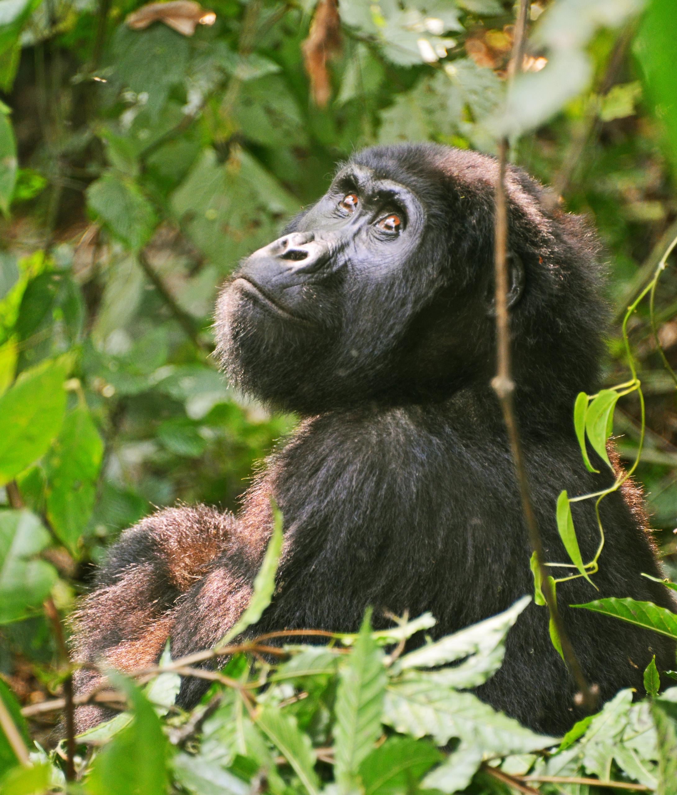 Bwindi Impenetrable Forest