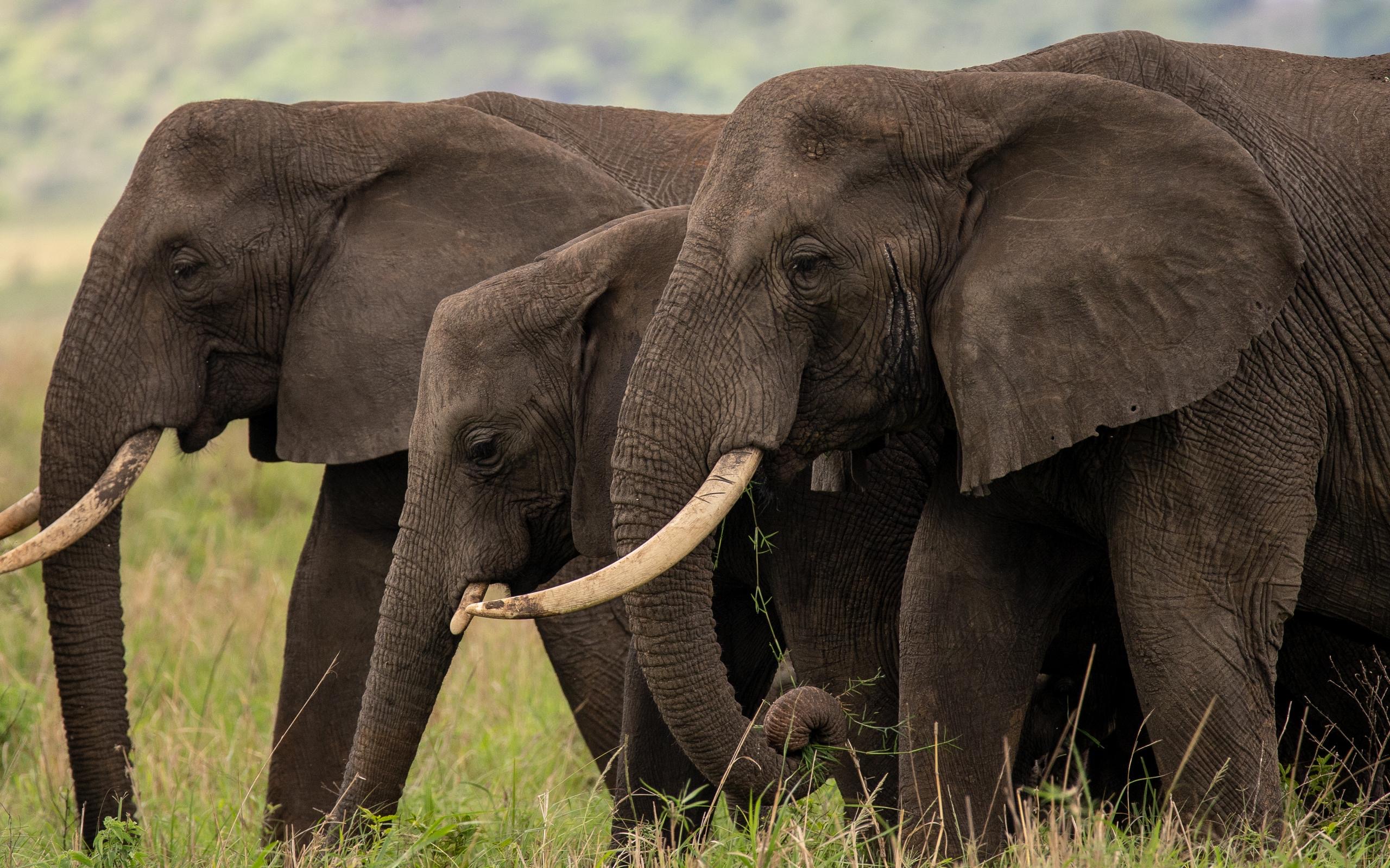 Kidepo Valley National Park