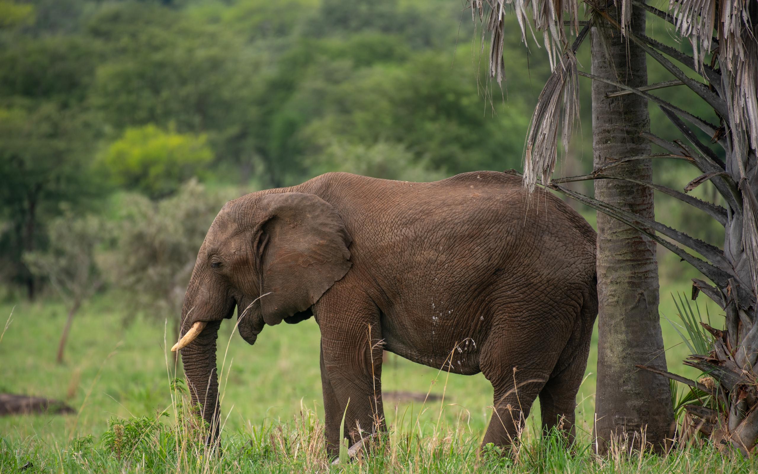 Kidepo Valley National Park
