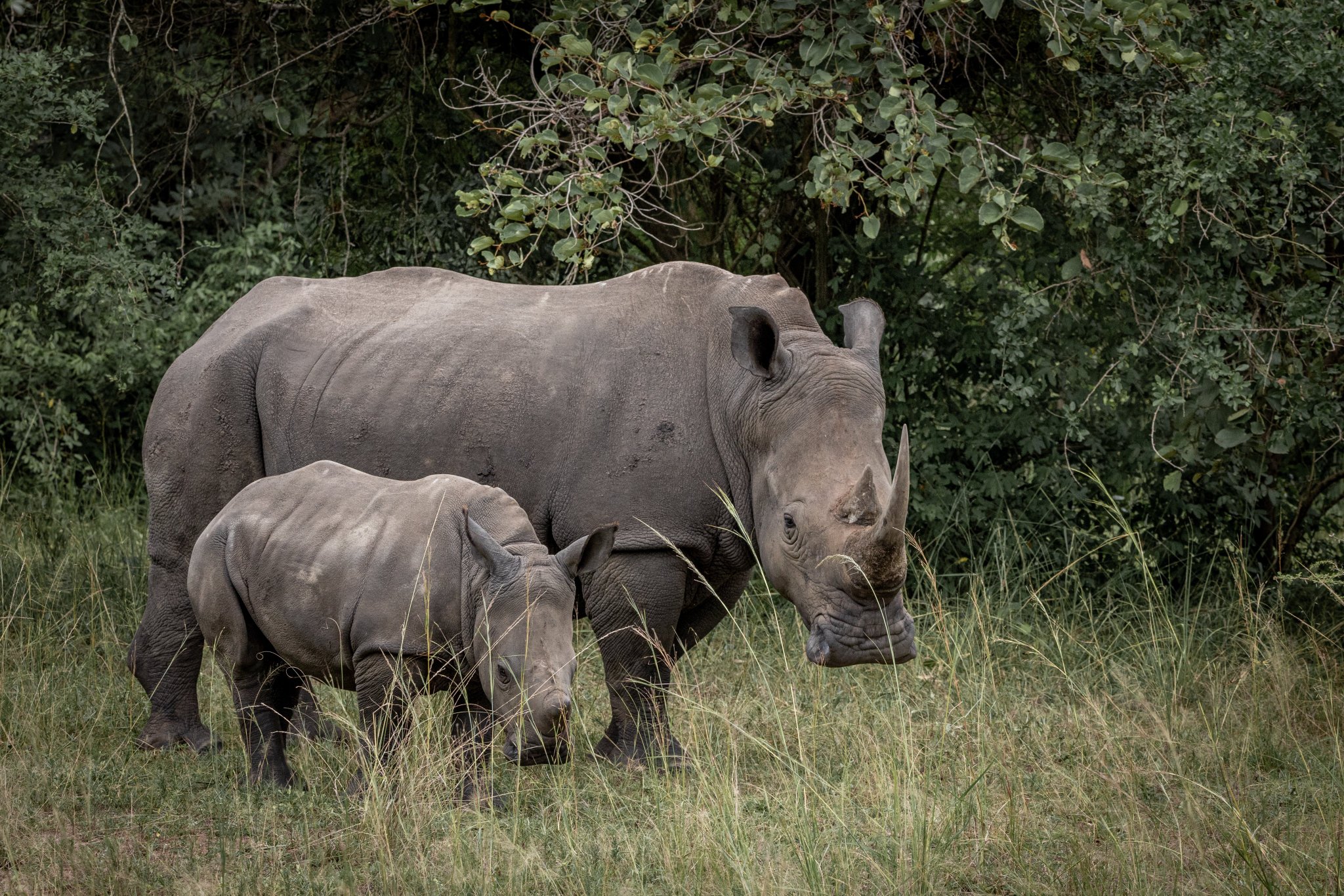 Rhino Trekking