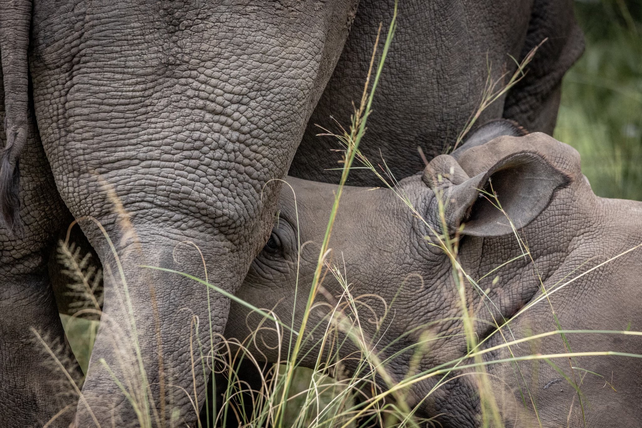 Rhino Trekking