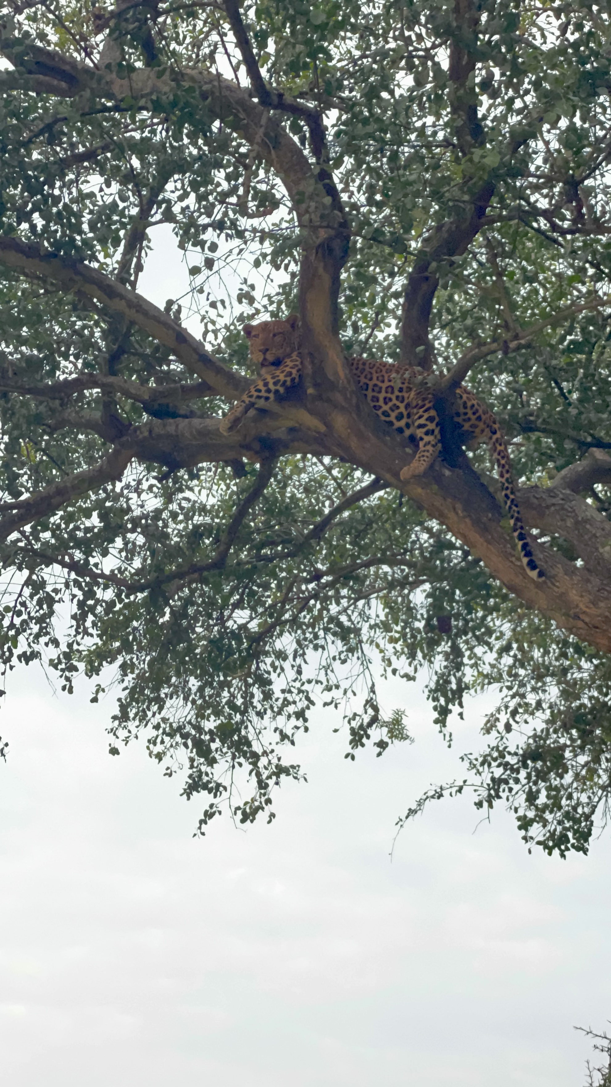 Murchison Falls National Park