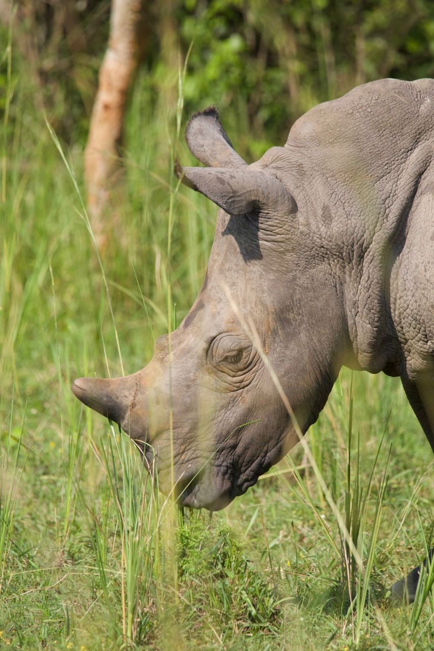 Rhinos