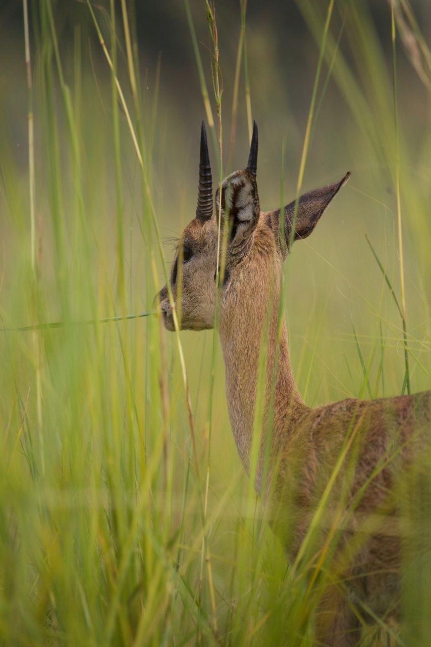 Safari