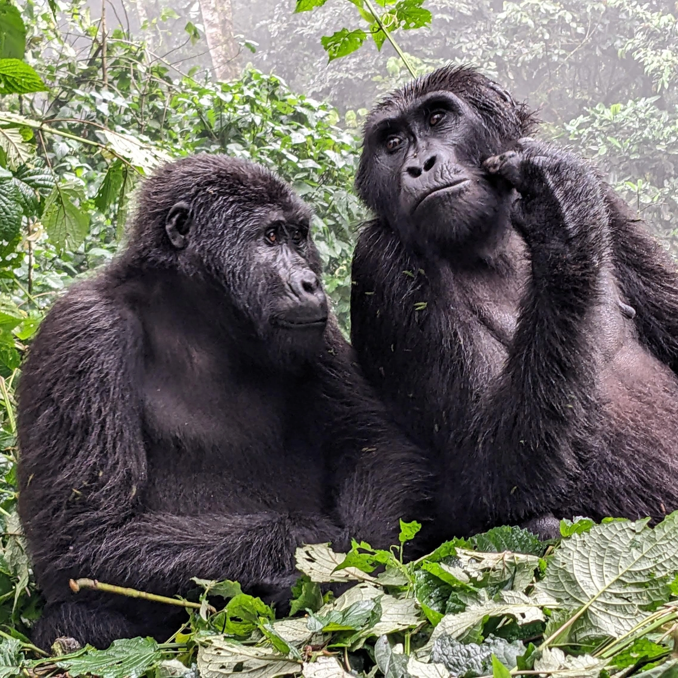 12 Days Primates and Big 5 safari
