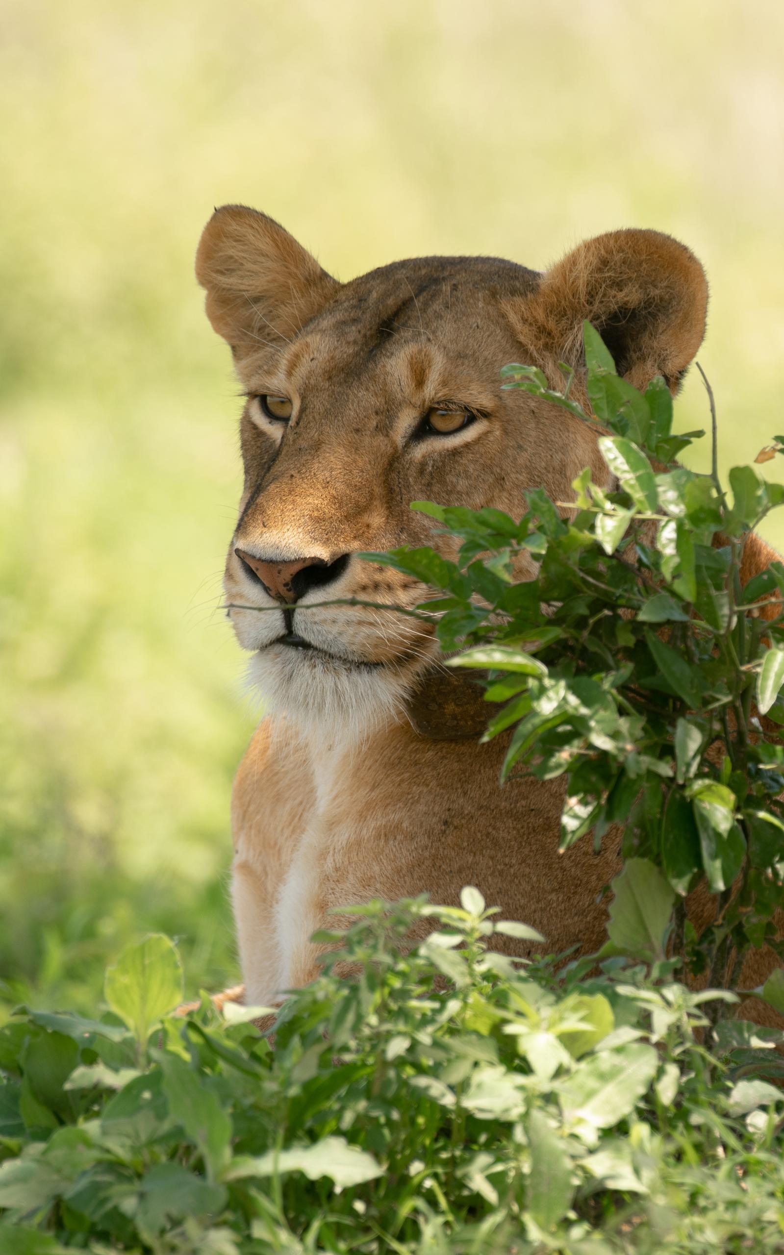 17 Days Majestic Uganda Safari, Wildlife Paradise.