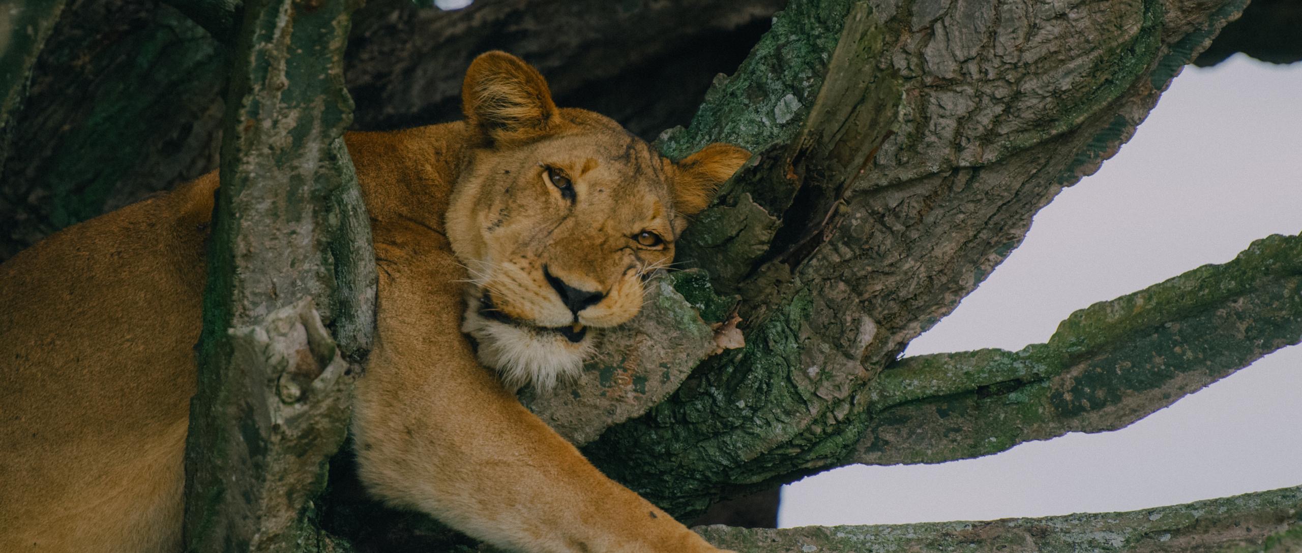 3 Days of Queen Elizabeth. Big 4 Safari