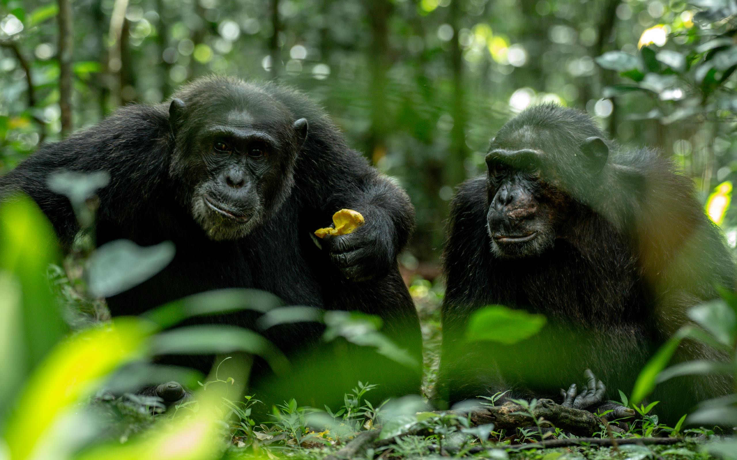 5 Days Of Primates And the Big 4