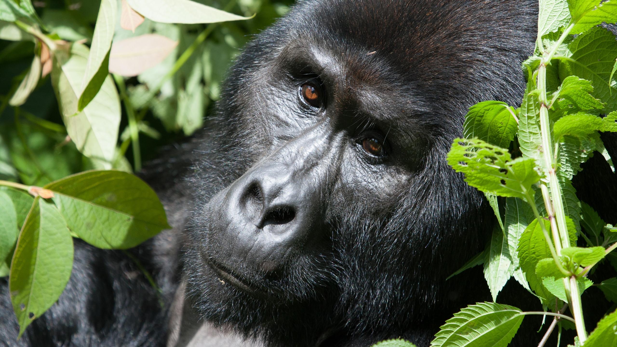 5 Days Gorillas And Big4